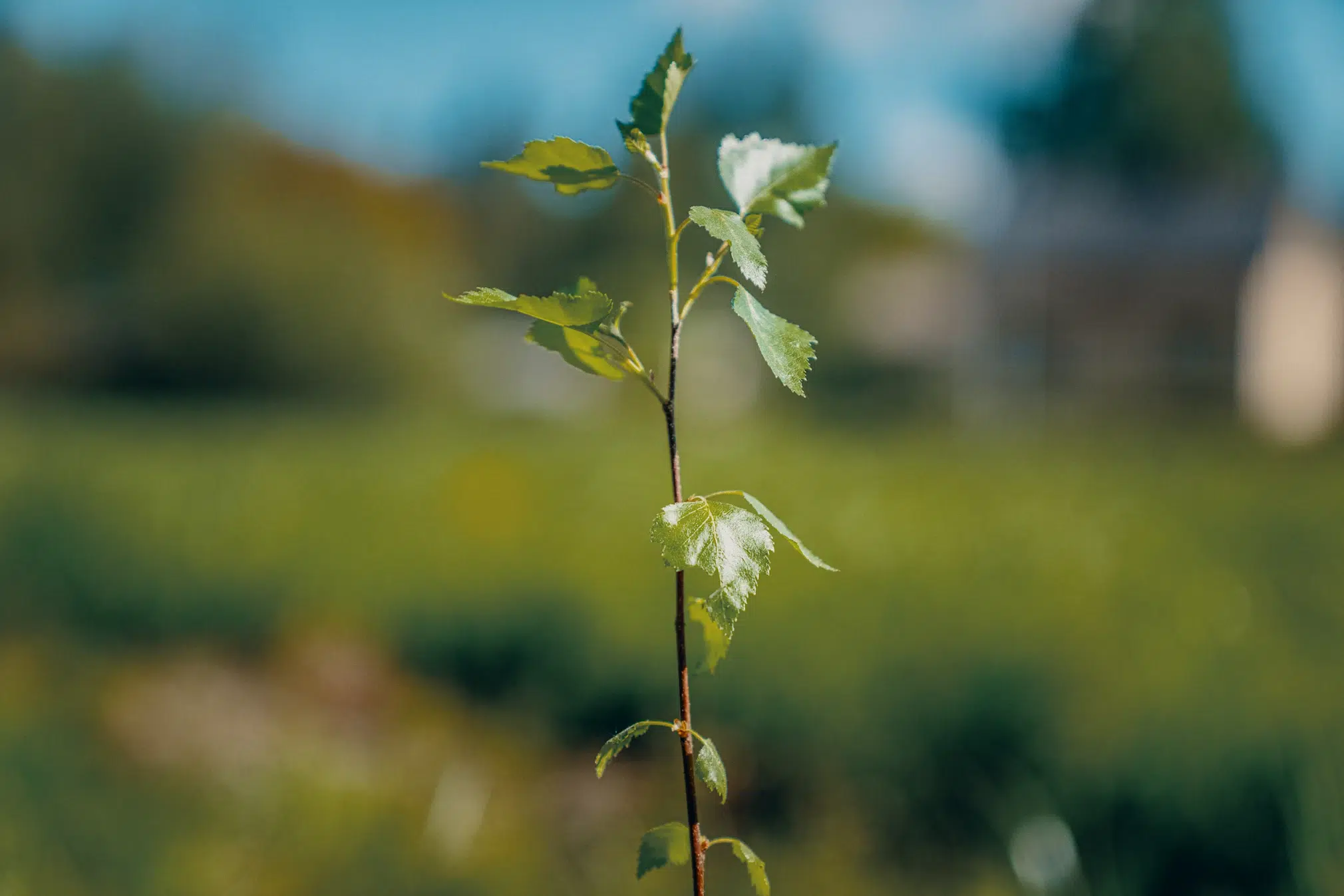 018 Tapaus metsa nistutus 6 2021 004